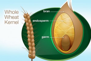 Whole wheat kernel diagram